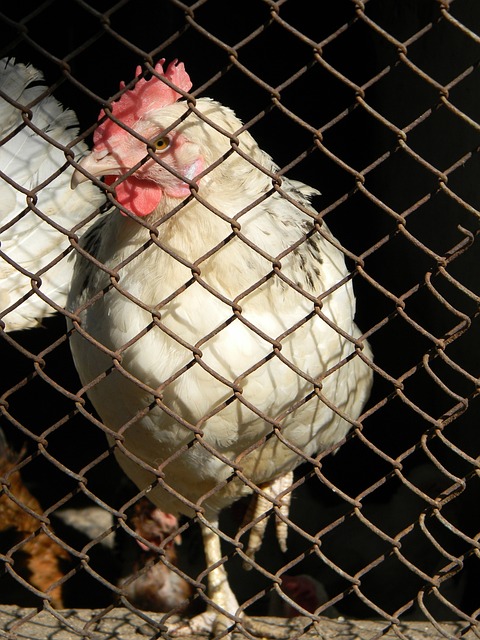 球队前行的 球队前行的